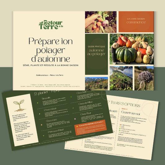 Prépare ton potager d’automne – Le guide pratique